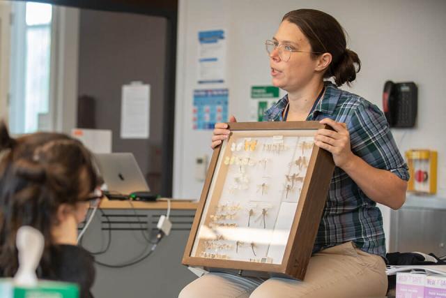 A professor displays a box of preserved insect specimens in a classroom setting.