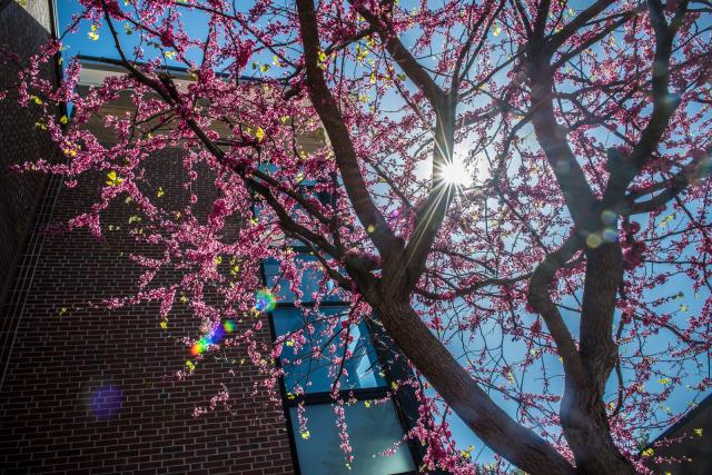 Sun shining through a flowering tree.