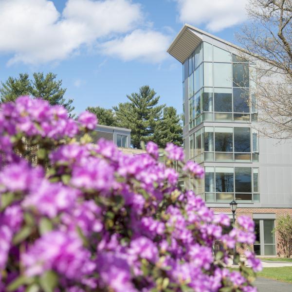 Purple blossoms in bloom in front of New Hall