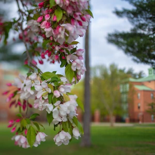 A photo of two flowers, one red and one white. Both blossom on a tree.