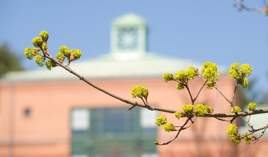 Budding tree with building in background