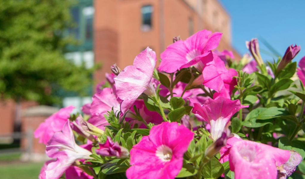 flowers