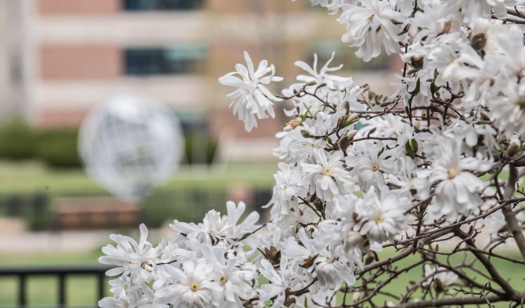 Trees in bloom on the campus green with the Globe and Lammers Hall in the background