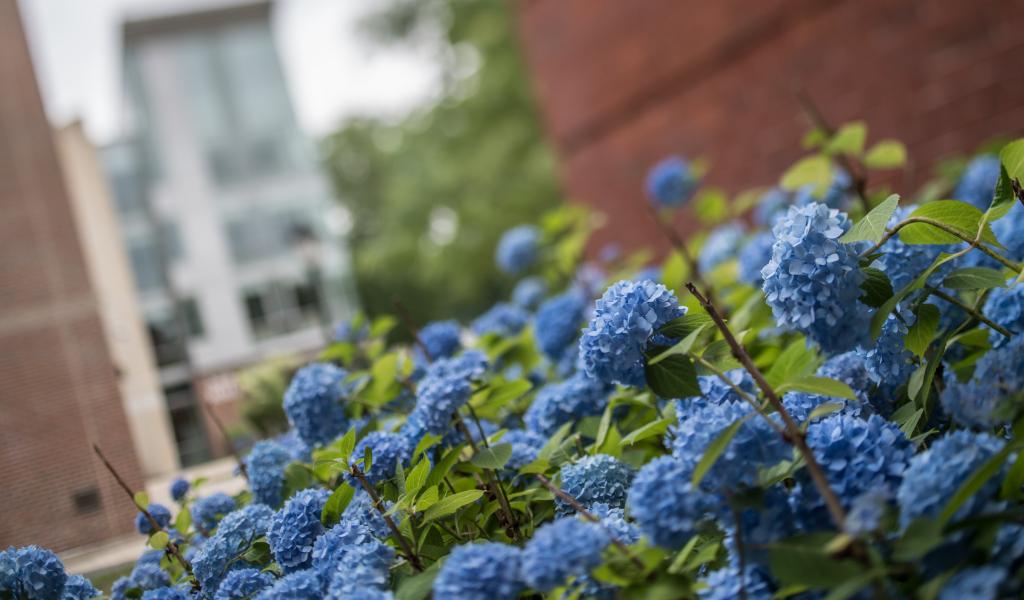 Blooming blue hydrangea in front of New Hall