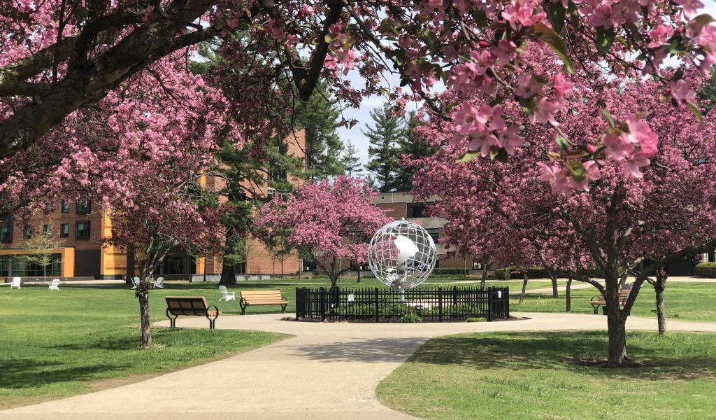 Trees with pink blossoms line the walkways leading to the globe on the campus green