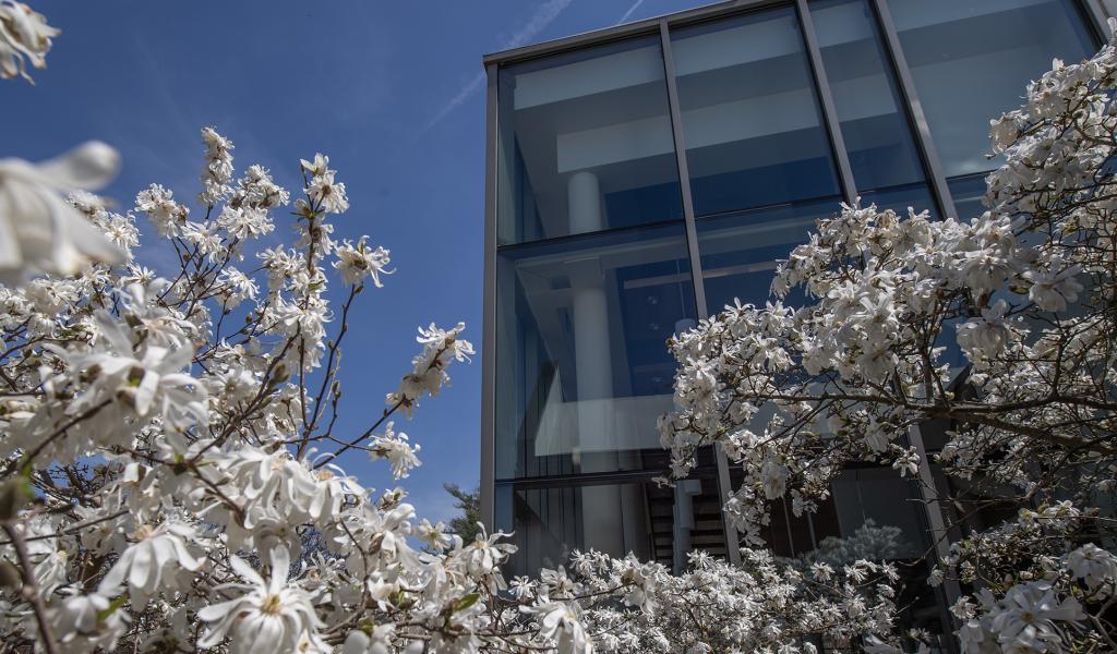 White blooms in front of the Dining Commons exterior facade