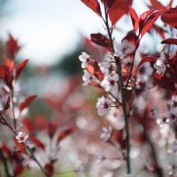 A closeup of tiny, white flowers with bright red leaves. Everything else in the background is blurred.